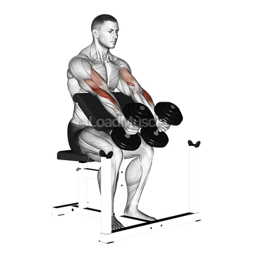 Dumbbell Peacher Hammer Curl