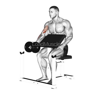Dumbbell Preacher Curl
