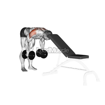 Dumbbell Rear Lateral Raise (support head)