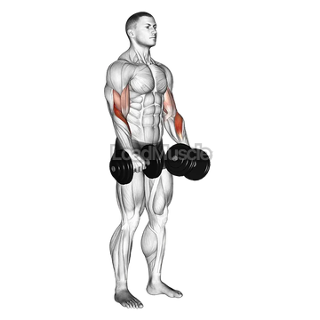 Dumbbell Revers grip Biceps Curl