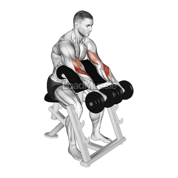 Dumbbell Reverse Preacher Curl