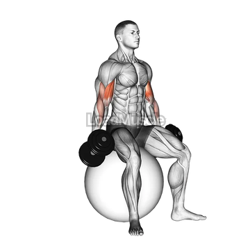 Dumbbell Seated Biceps Curl (on stability ball)
