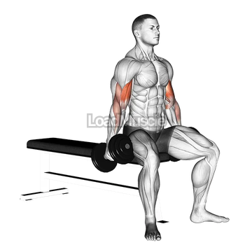 Dumbbell Seated Curl