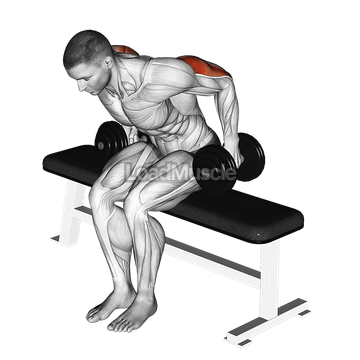 Dumbbell Seated Kickback