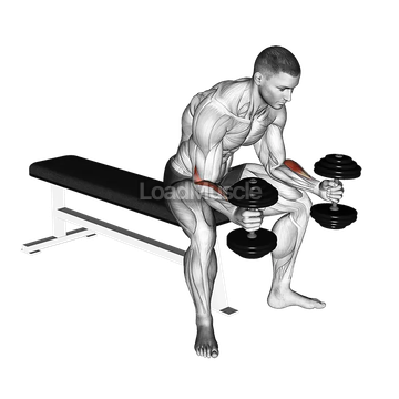 Dumbbell Seated Neutral Wrist Curl