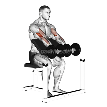 Dumbbell Seated Preacher Curl