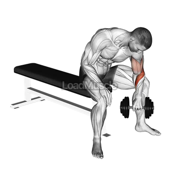 Dumbbell Seated Revers grip Concentration Curl