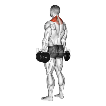 Dumbbell Shrug