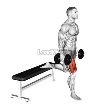 Dumbbell Single Leg Split Squat