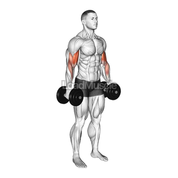 Dumbbell Standing Biceps Curl