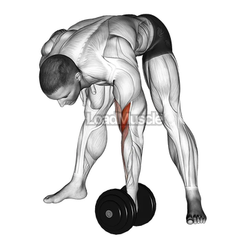 Dumbbell Standing Concentration Curl