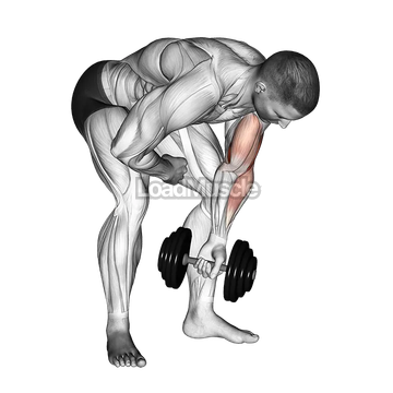 Dumbbell Standing One Arm Concentration Curl