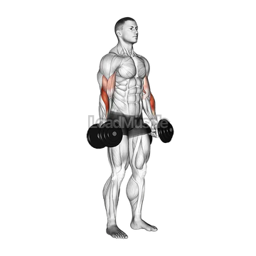 Dumbbell Standing Reverse Curl