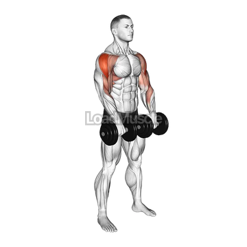 Dumbbell Upright Row