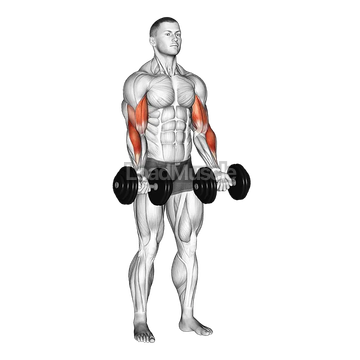 Dumbbell Zottman Curl