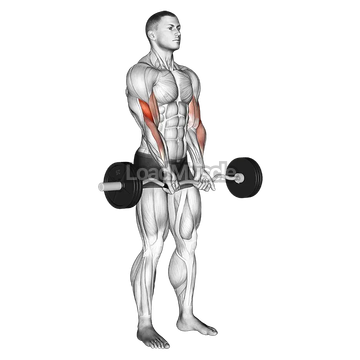 EZ Barbell Close grip Curl