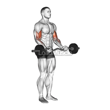 EZ Barbell Curl