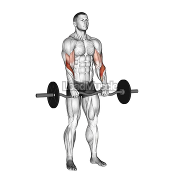 EZ Barbell Reverse Grip Curl