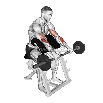 EZ Barbell Reverse grip Preacher Curl