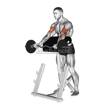 EZ Barbell Spider Curl