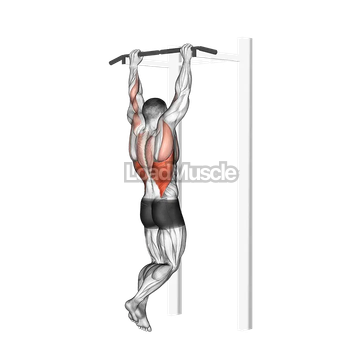 Gironda Sternum Chin