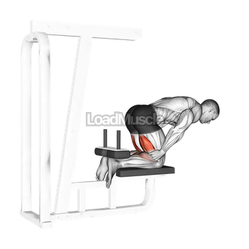 Inverse Leg Curl (bench support)