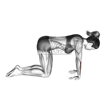 Kneeling Wrist Flexor Stretch