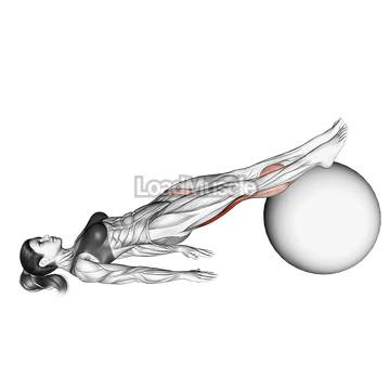 Leg Curl (on stability ball)