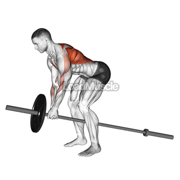 Lever Bent over Row (plate loaded)