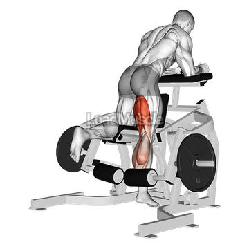 Lever Kneeling Leg Curl (plate loaded)
