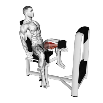 Lever Seated Hip Adduction