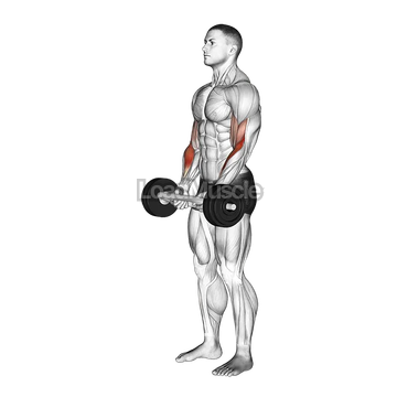 Olympic Barbell Hammer Curl