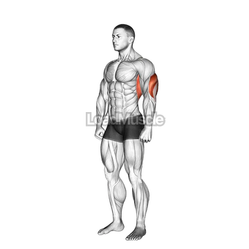 Overhead Triceps Stretch