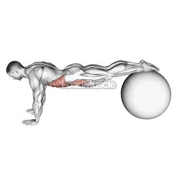 Pull In (on stability ball)