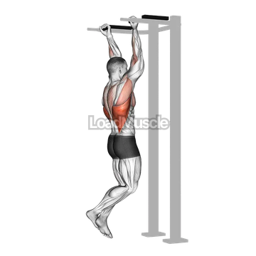 Reverse grip Pull up