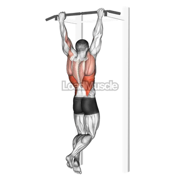 Rocky Pull Up Pulldown