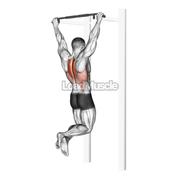 Scapular Pull Up