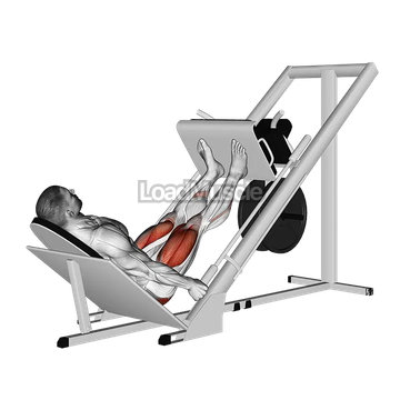 Sled 45 Leg Press