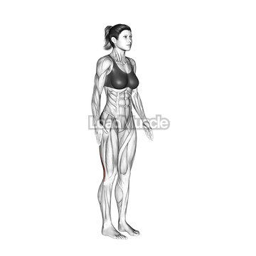 Standing Hamstring Stretch