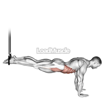 Suspended Reverse Crunch