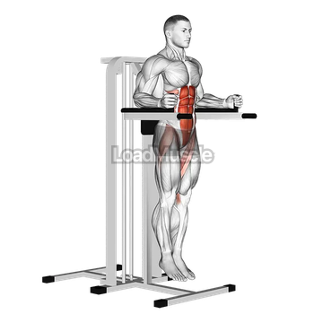 Vertical Leg Raise (on parallel bars)