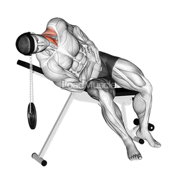 Weighted Lying Side Lifting Head (with head harness)