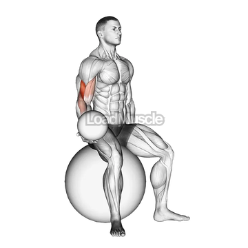 Weighted Seated Bicep Curl (on stability ball)