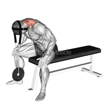 Weighted Seated Neck Extension (with head harness)