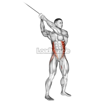 Cable twist (up down)