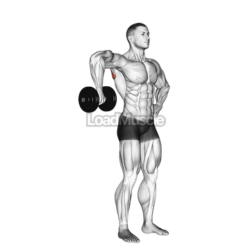 Dumbbell Upright Shoulder External Rotation