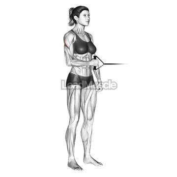 Band standing external shoulder rotation