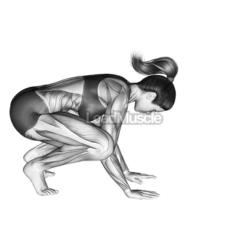 Crane Pose Bakasana