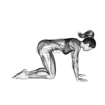 Downward Facing Dog Adho Mukha Svanasana