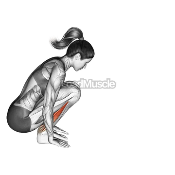 Garland Pose Malasana